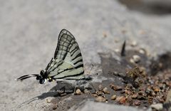 Graphium hoeneanus