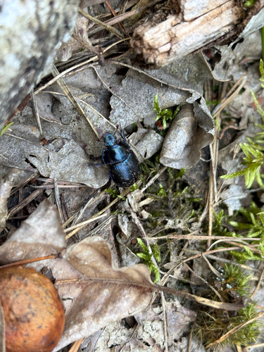 Woodland Dor Beetle