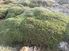 Acantholimon