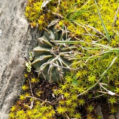 Parodia erinacea