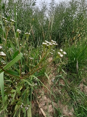 Valerianella dentata
