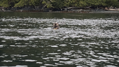 Northern Sea Otter