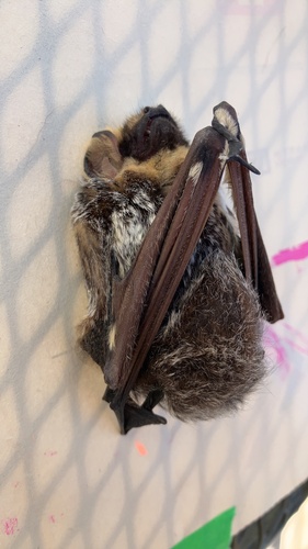 Northern Hoary Bat observed by syster