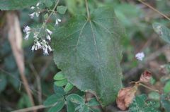 Peteravenia schultzii