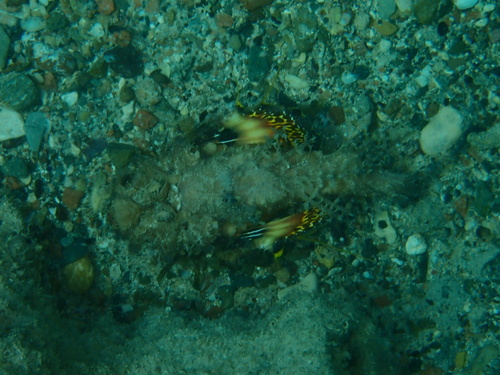 Inimicus filamentosus observed 2026-09-05