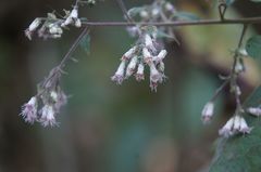 Peteravenia schultzii