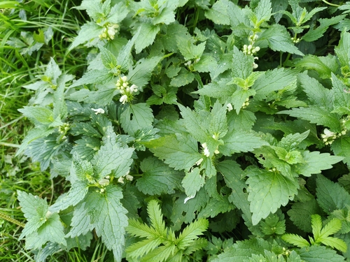 White deadnettle