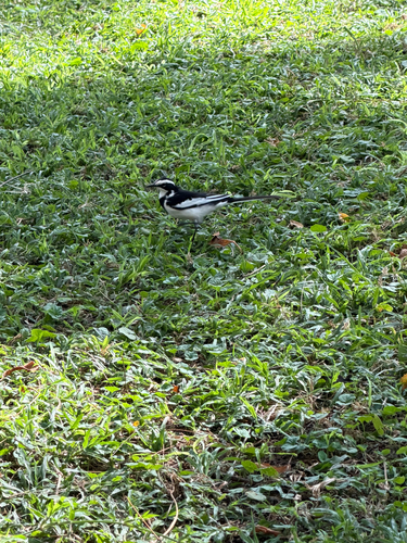 iNaturalist image