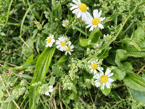 German Chamomile