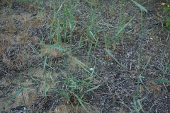 Agropyron desertorum