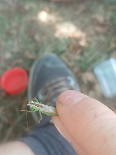 Long-winged Conehead