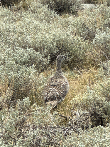 Greater Sage-Grouse