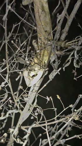Hainan Wang’s Garden Lizard