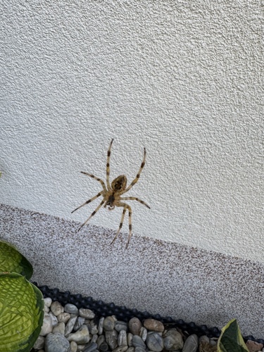 Cross Orbweaver