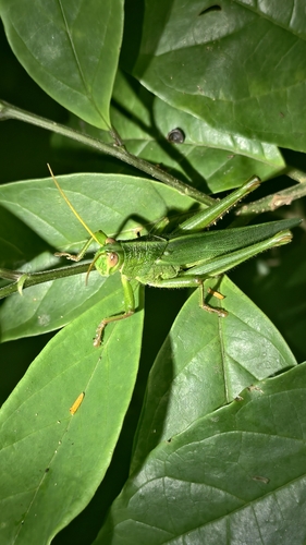 Large Green Grasshopper