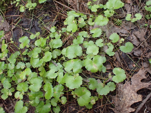 Hydrocotyle americana, photograph 4