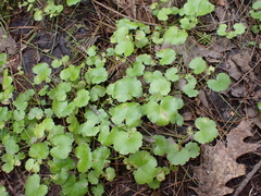 Hydrocotyle americana, photograph (c) Steven Lamonde, some rights reserved (CC BY)