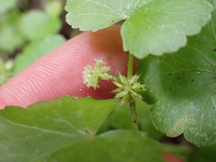 Hydrocotyle americana, photograph (c) Steven Lamonde, some rights reserved (CC BY)