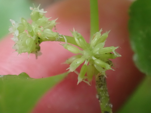 Hydrocotyle americana, photograph 5