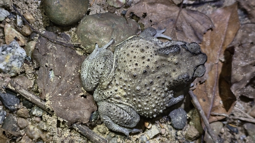 Asian Common Toad