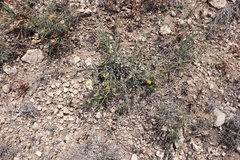 Boerhavia linearifolia