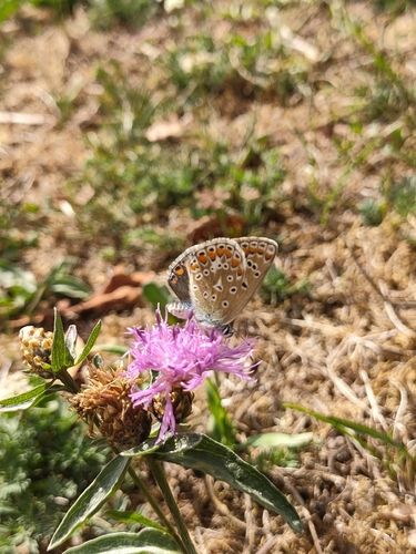 Common Blue