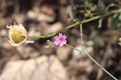 Boerhavia linearifolia