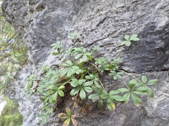 Potentilla caulescens