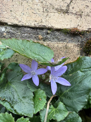 Campanula poscharskyana
