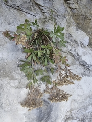 (c) Catherine Faber, some rights reserved (CC BY) Potentilla caulescens, photograph (c) Catherine Faber, some rights reserved (CC BY)