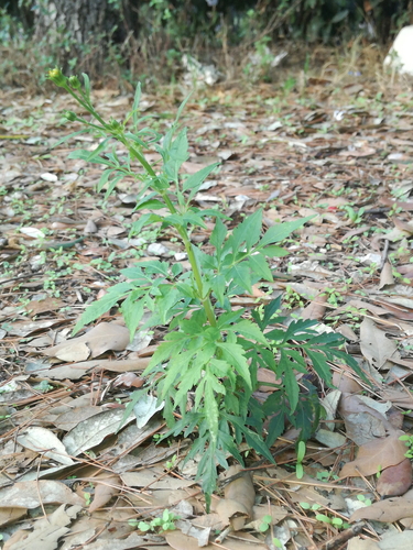 Dvozub (Bidens subalternans)