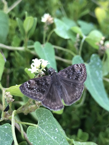 Horace's Duskywing