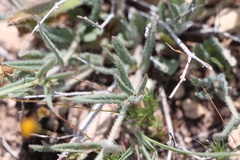 Boerhavia linearifolia