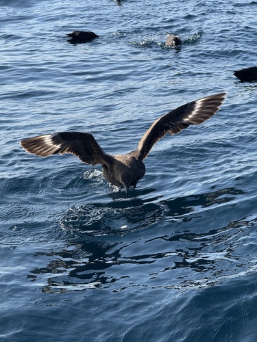 Stercorarius antarcticus observed 2026-09-08