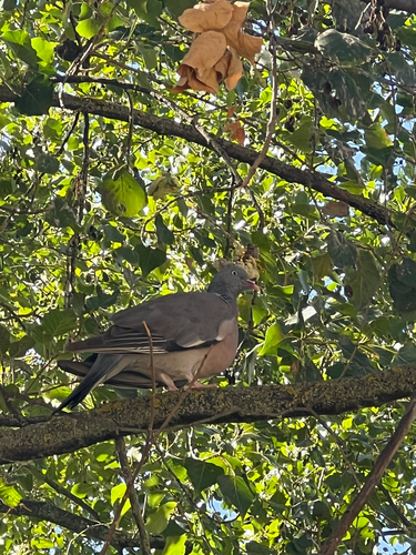 Common Wood-Pigeon