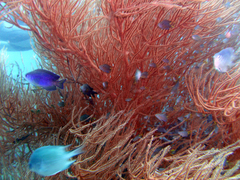 Pomacentrus caeruleopunctatus