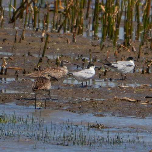 iNaturalist image