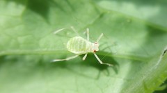 Acyrthosiphon lactucae