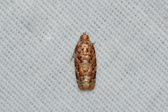 Argyrotaenia tabulana