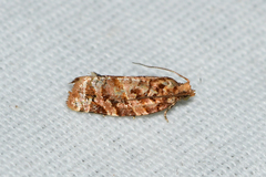 Argyrotaenia tabulana