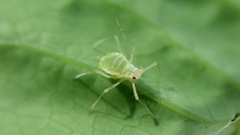 Acyrthosiphon lactucae