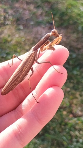 European Mantis
