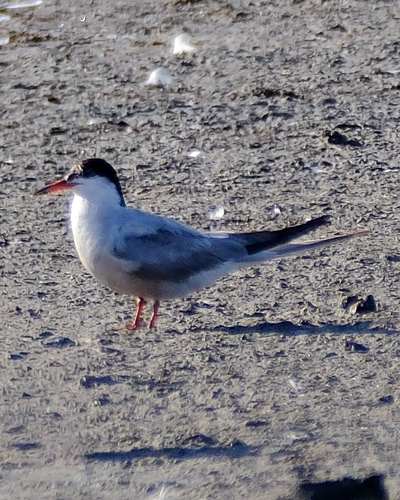 iNaturalist image