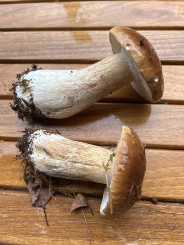 King Bolete