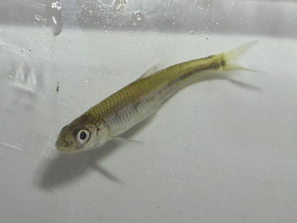 Ozark Shiner