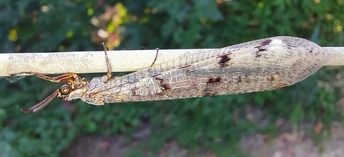 Spotted-wing antlion