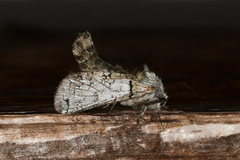 Inguromorpha basalis