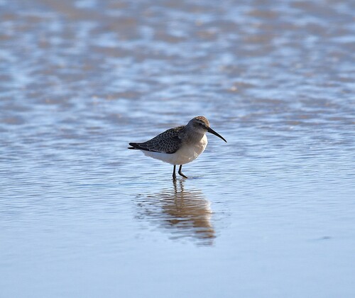 iNaturalist image