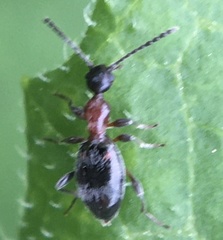 Anthelephila pedestris