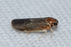 Synecdoche impunctata